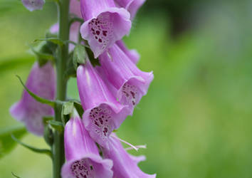 Foxglove