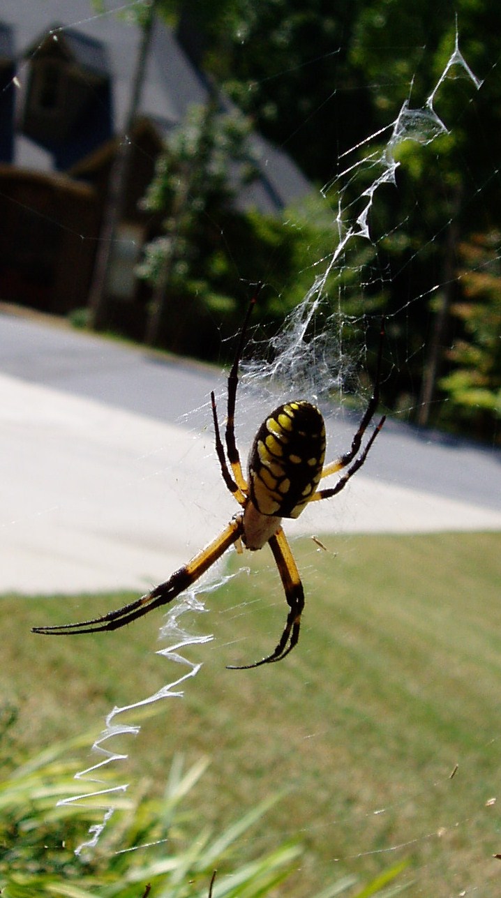 Garden Spider