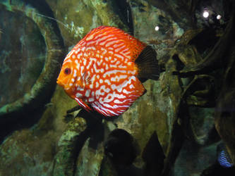 orange fish