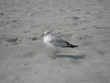 Beach bird 2