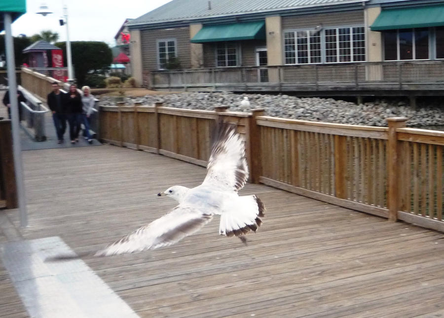 beach bird 5