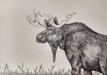 Moose