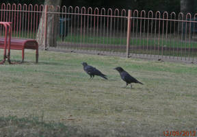 Two crows (I think)