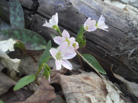 Forest flowers