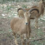 I see two Aoudad