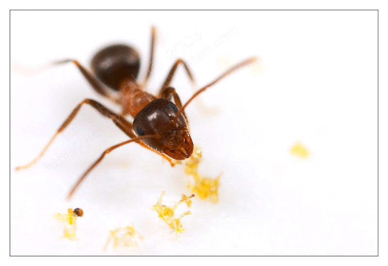 Ant Jam Ant and Jam by ResidoLancin on DeviantArt