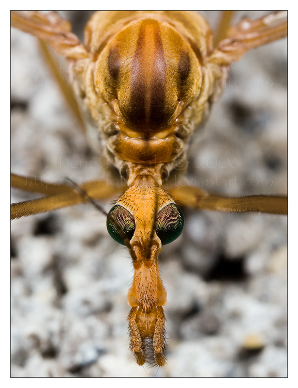 Orange Alien