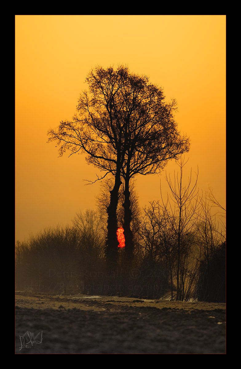 The Heart of Trees by ResidoLancin