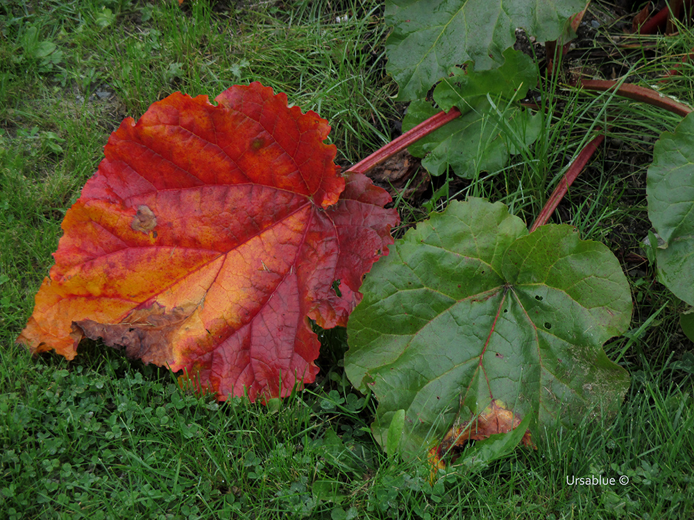 Red leaf Green leaf