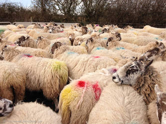 Rainbow Sheep