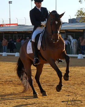 Dressage