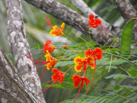 Mexican Bird of Paradise