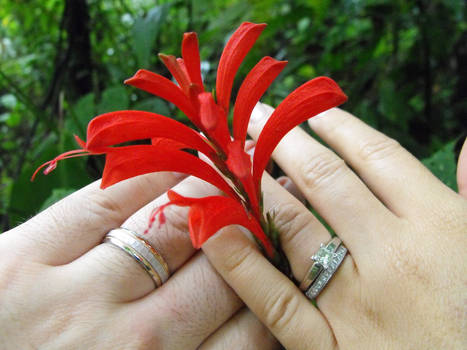 Red Salvia -or- Scarlet Sage