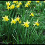 Daffodils