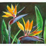 Bird-of-paradise flower