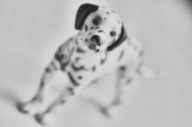 Black and White. Dalmatian