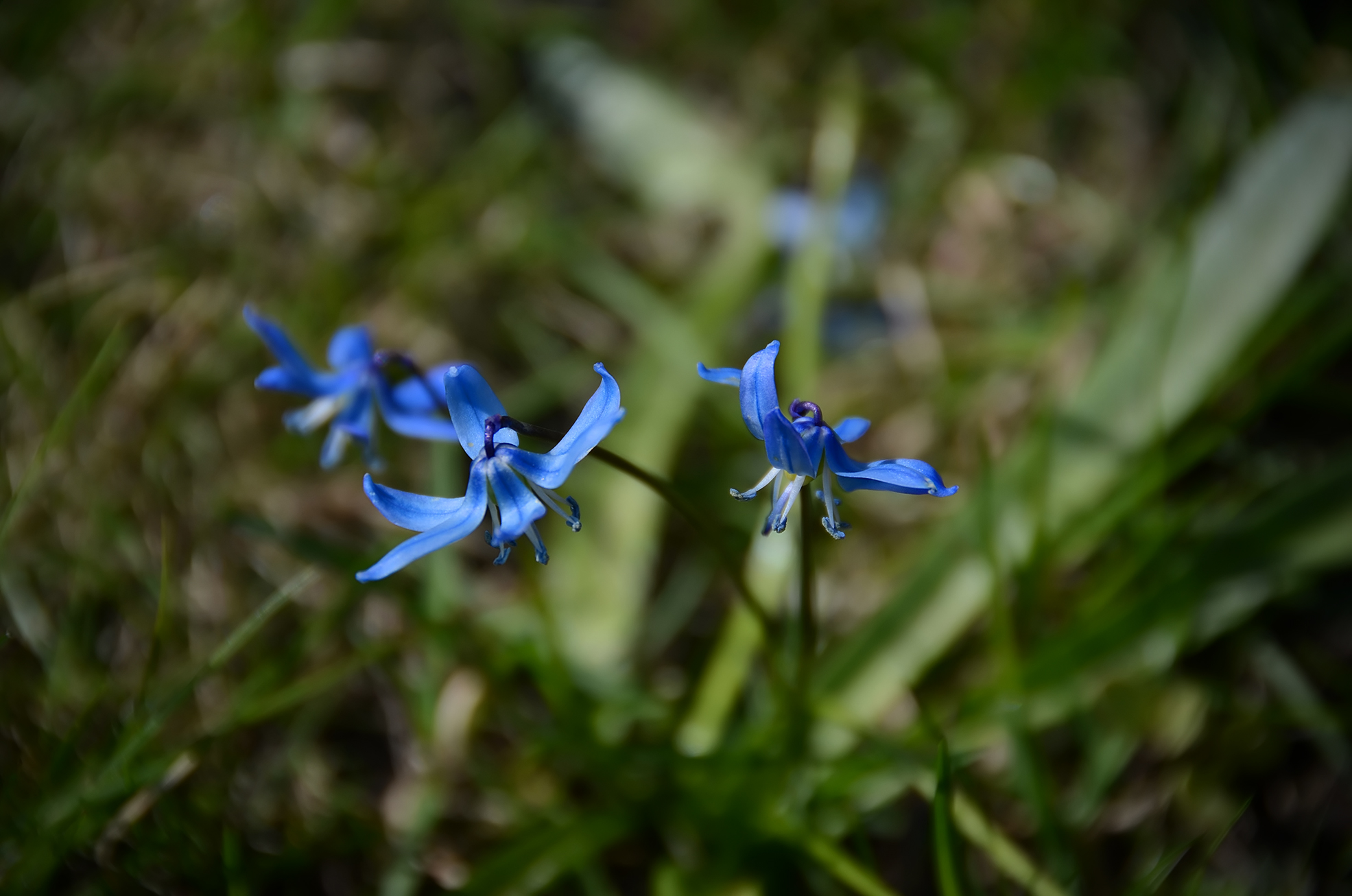 Blue Perennials