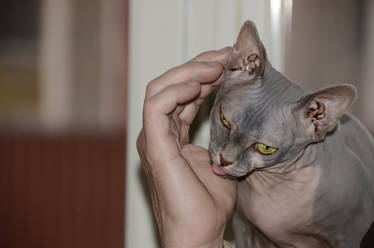 Sphynx Cat III