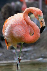 Strike a Pose (Caribbean Flamingo)