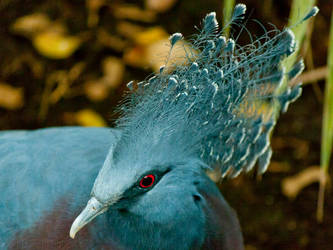 Victoria Crowned Pigeon