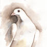 white dove