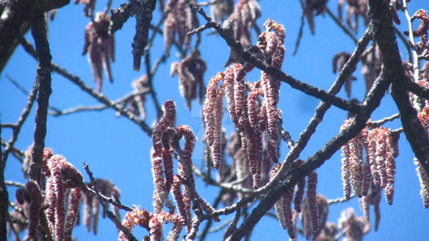 Poplar catkins