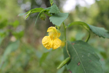 Yellow Flower