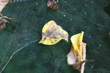 Leaves in a Web