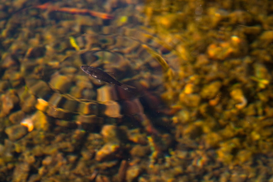 Fish Creating A Ripple Ripples by leifdigital on DeviantArt