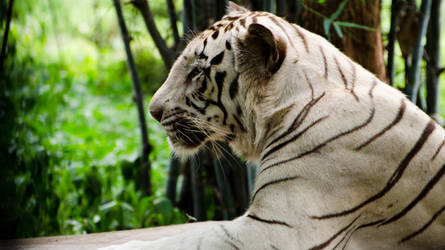 White Tiger