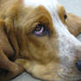 Sad Pup