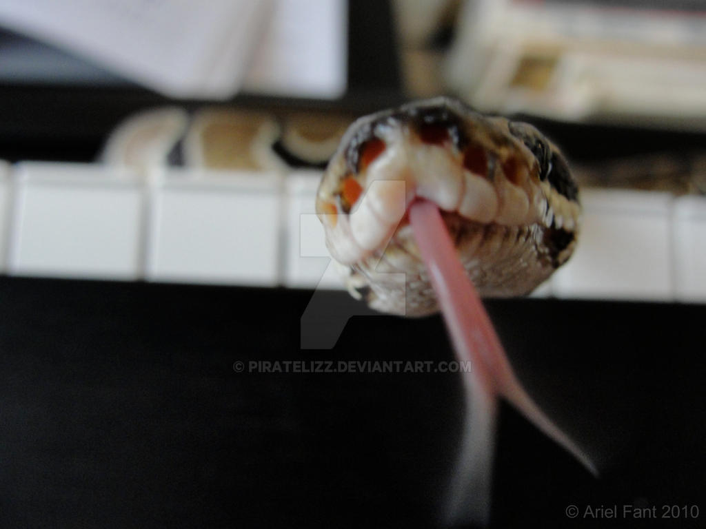 Ball Python by PirateLizz on DeviantArt