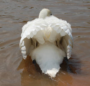 Swan Angel