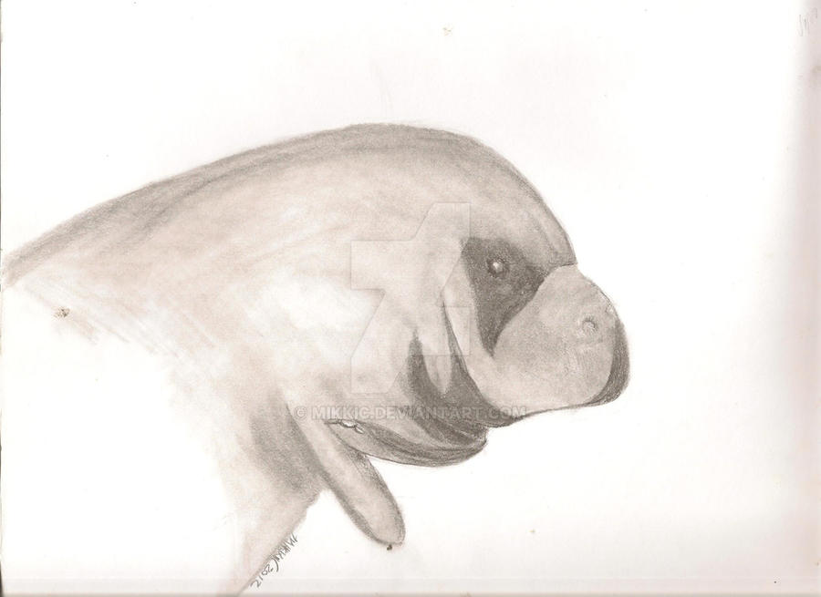 Sea Cow