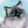 Siberian cat