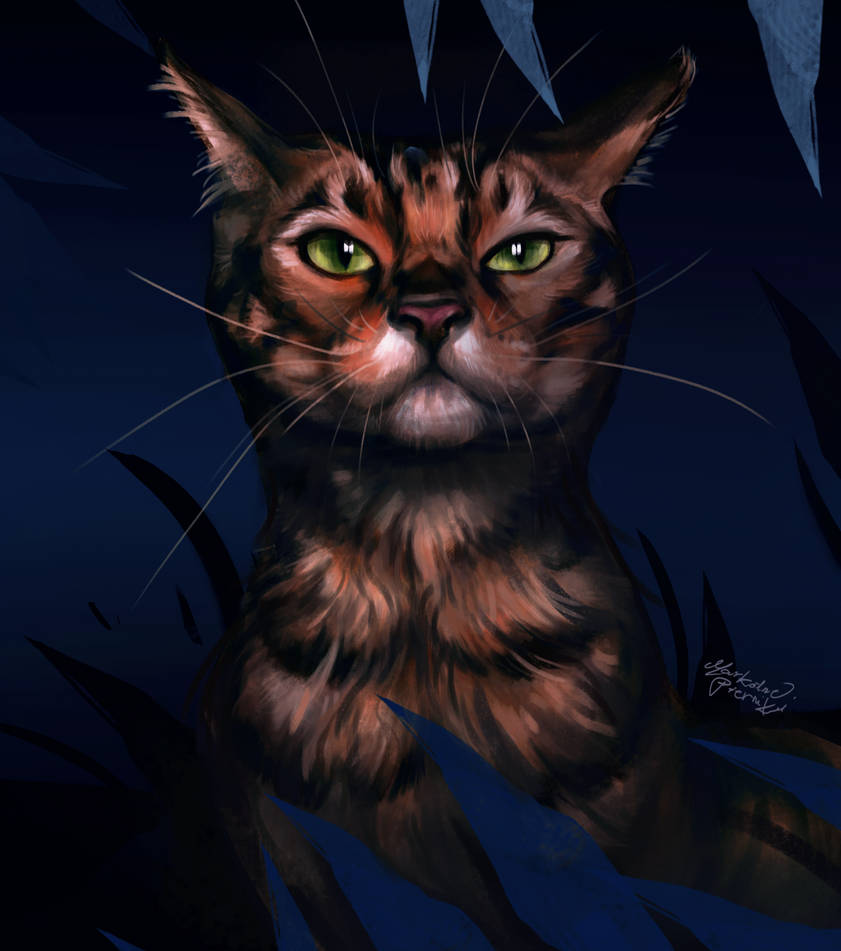 Katze