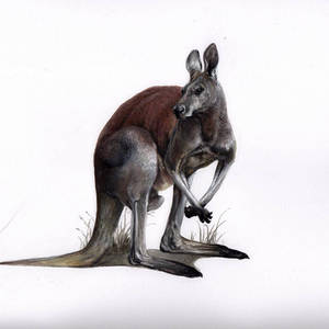 Red Kangaroo