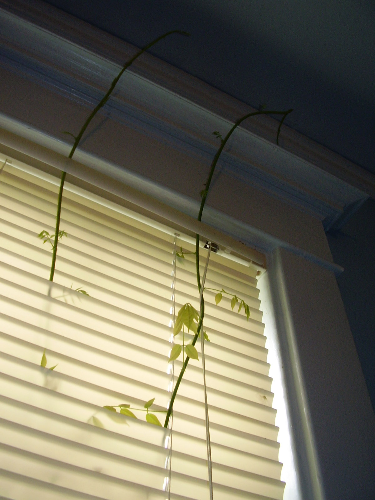 Ivy In The Window