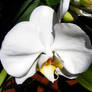 White Orchid