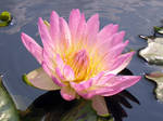 Pink Lilly Flower by DD7990
