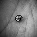 Little Snail Shell by Youcef07