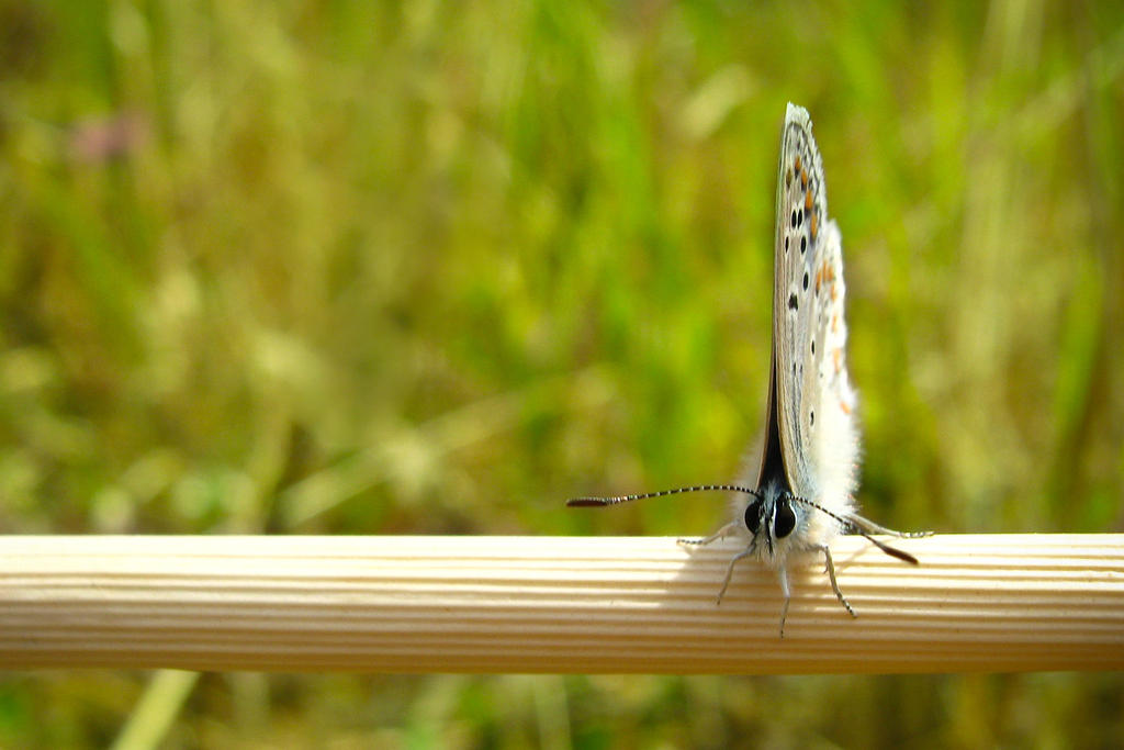 Little Blue Butterfly 10