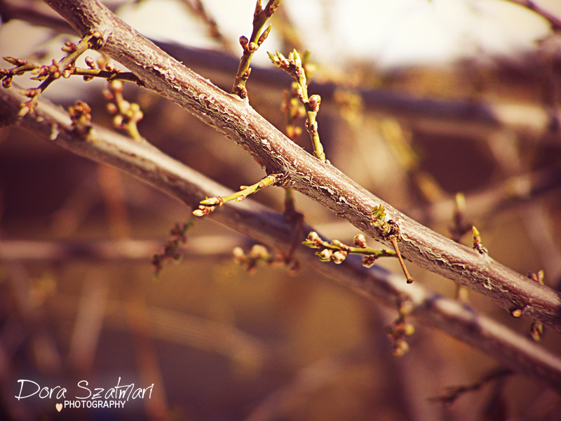 Spring residing in snow