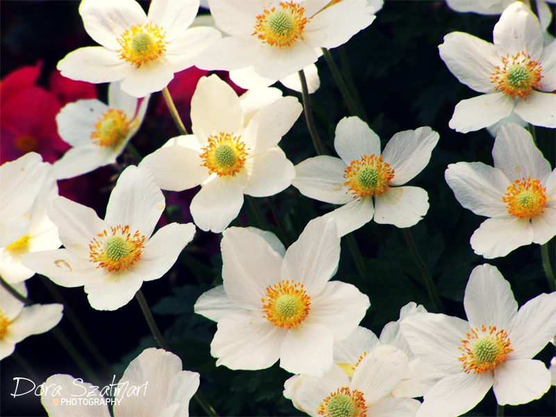 Anemone sylvestris