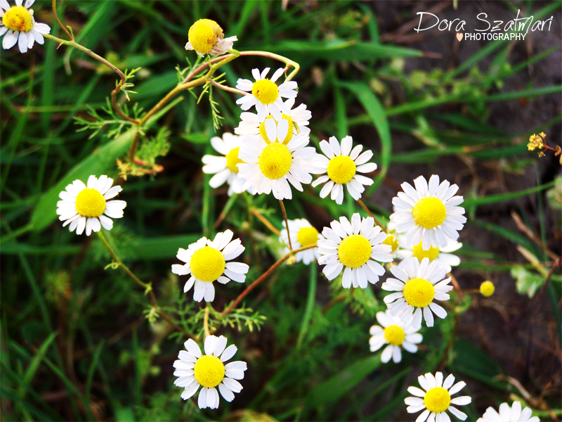 Camomile