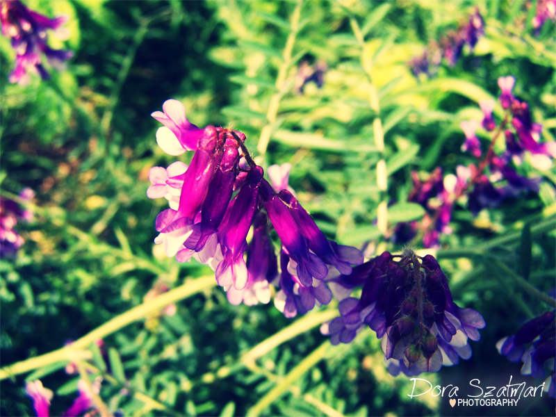 Purple wild flower