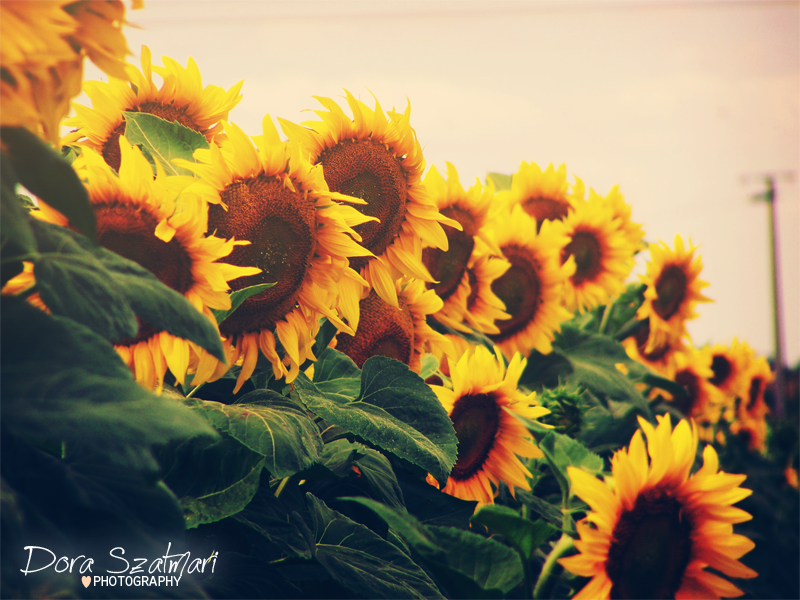 Sunflower, sunflower, sunflower