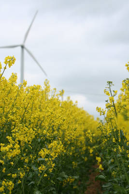 windmill