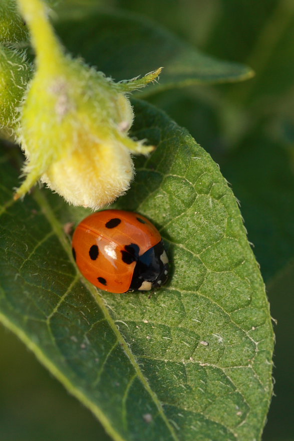 Ladybug