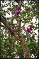 Lilac Tree in bloom